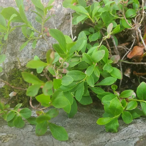 dwarf bilberry