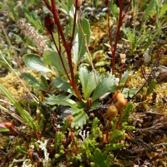 Razshivin's Saxifrage thumbnail 3