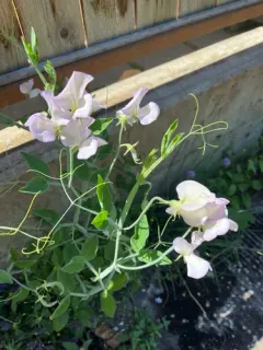 Sweet pea thumbnail 4
