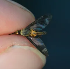 Macquart's Deer Fly thumbnail 2