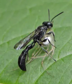 Trypoxylon frigidum thumbnail 2