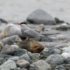 Arctic Tern thumbnail 3