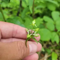 Spurred Gentian thumbnail 4