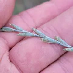 Intermediate Wheatgrass thumbnail 4
