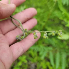 Northern Wild Comfrey thumbnail 2