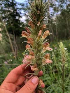 giant lousewort thumbnail 3