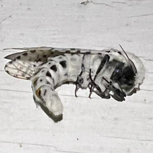 Wood Leopard Moth