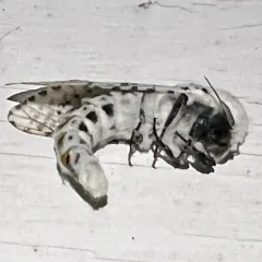Wood Leopard Moth thumbnail 1