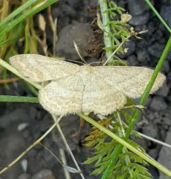 Scopula luteolata thumbnail 1