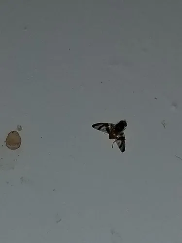 Procecidocharoides penelope