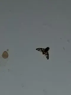 Procecidocharoides penelope thumbnail 1