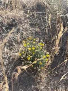 Piper's Daisy thumbnail 3