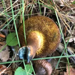 ink stain bolete thumbnail 3