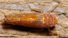 White-banded Elm Leafhopper thumbnail 1