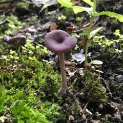 Amethyst Deceiver thumbnail 4