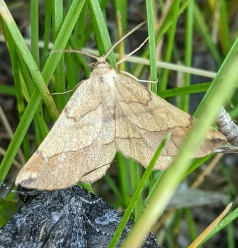 Scrub Euchlaena Moth