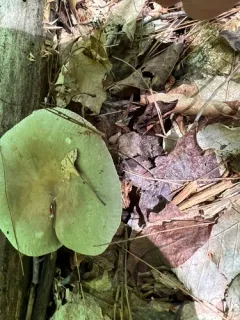Modest Russula thumbnail 4