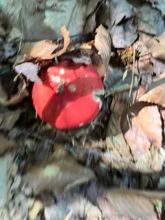 Russula pseudolepida thumbnail 4