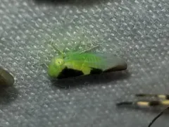 Populicerus lunaris thumbnail 3