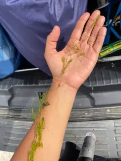 fragile stonewort thumbnail 3
