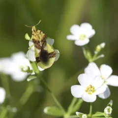 flowering spurge thumbnail 4