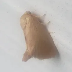 Red-crossed Button Slug Moth thumbnail 4