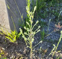 field fluffweed thumbnail 1