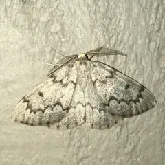 False Hemlock Looper Moth thumbnail 3