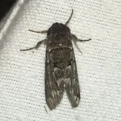 Eastern Panthea Moth thumbnail 1
