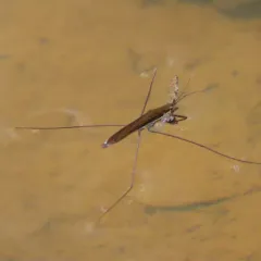 Limnoporus notabilis thumbnail 2