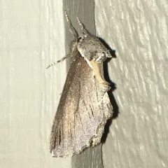 Elegant Prominent thumbnail 2