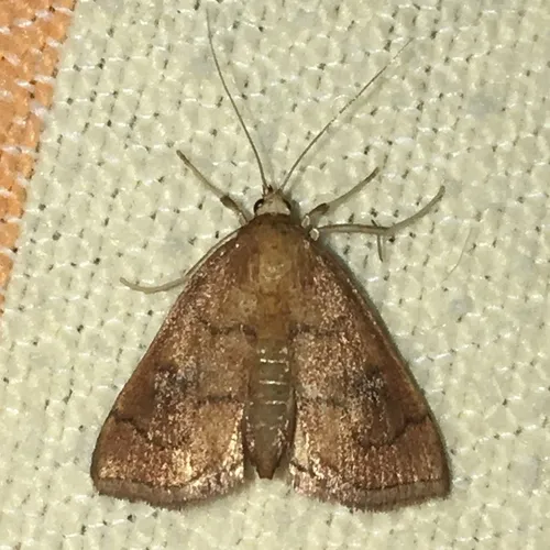 Mint Root Borer Moth