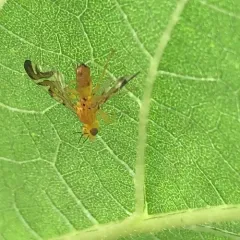 Sunflower Maggot Fly thumbnail 2