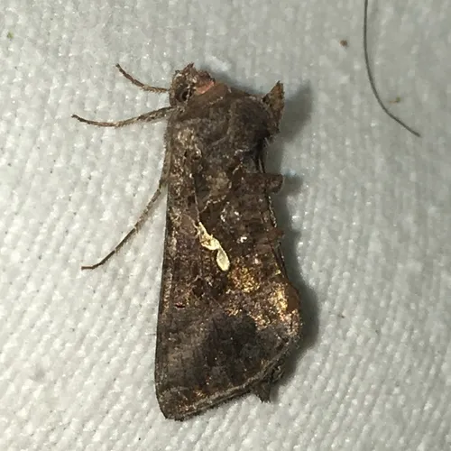 Common Looper Moth