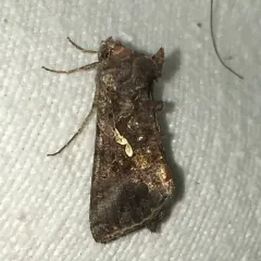 Common Looper Moth thumbnail 1