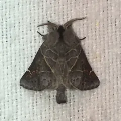 Apical Prominent thumbnail 2