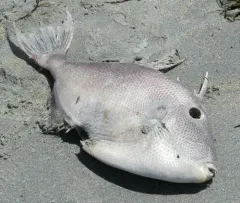 Grey Triggerfish thumbnail 4