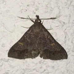 Yellow-spotted Renia Moth thumbnail 3