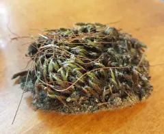 Spreading Threadwort thumbnail 3