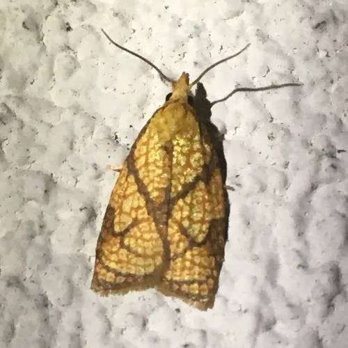 Reticulated Fruitworm Moth
