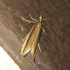 Donacaula albicostellus thumbnail 2