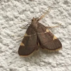 Yellow-fringed Dolichomia Moth thumbnail 3