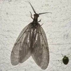 Summer Fishfly thumbnail 4