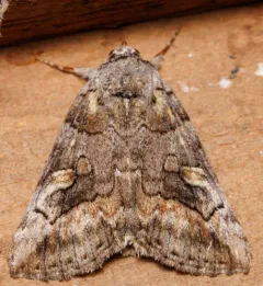 Similar Underwing thumbnail 3