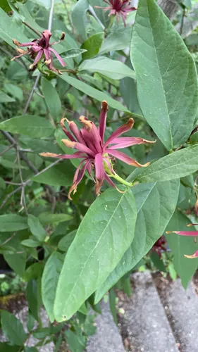California sweetshrub