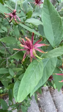 California sweetshrub thumbnail 1