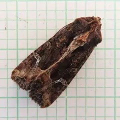 Kidney-spotted Rustic Moth thumbnail 4
