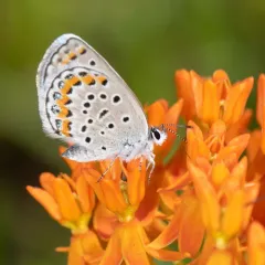Karner Blue thumbnail 4