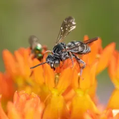 Sumac Cellophane-Cuckoo thumbnail 3