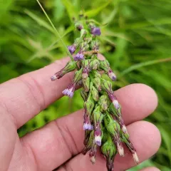 tall blue lettuce thumbnail 3